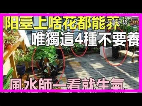 玉蘭花風水禁忌|【玉蘭花風水】玉蘭花風水：種植與禁忌，你一定要知。